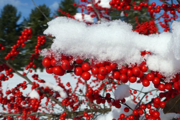 Клюква рябина Калина