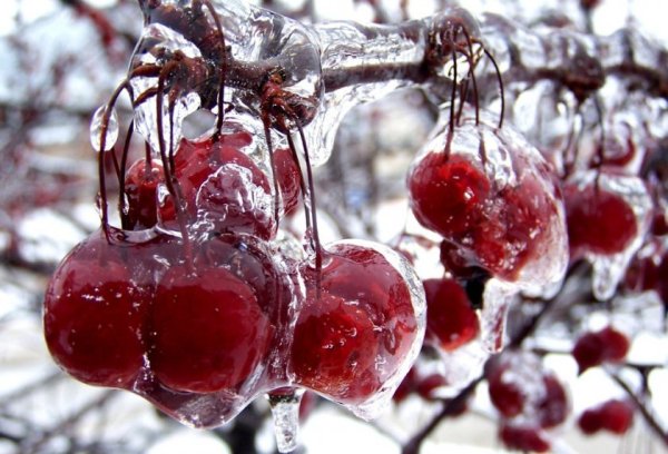 Ягоды во льду
