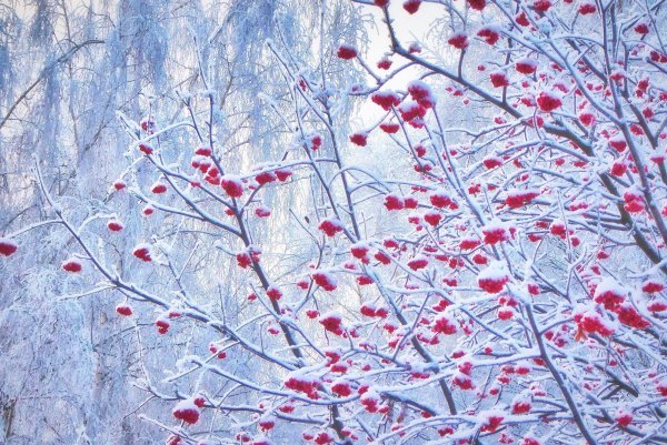 Ягоды рябины в снегу