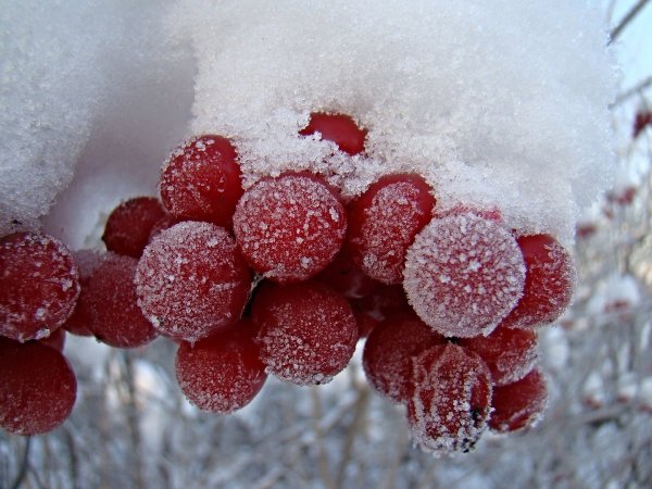 Калина под снегом