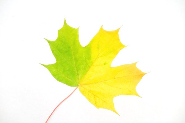 Желтые листочки