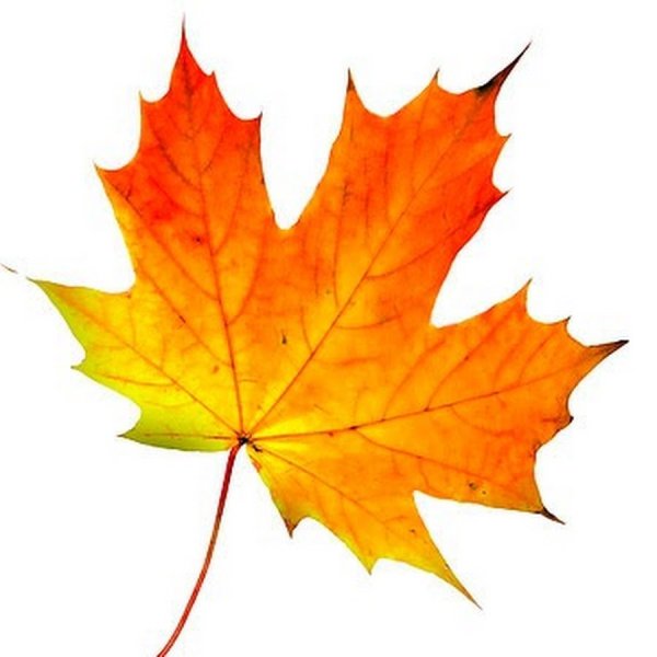 Осенний кленовый лист