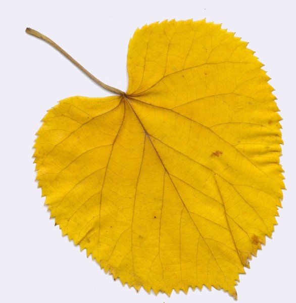 Лист липы осенью