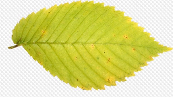 Осенние листья липы