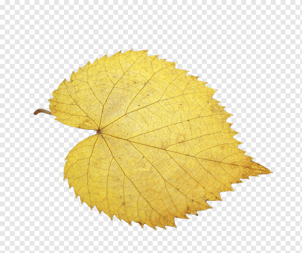 Лист липы осенью