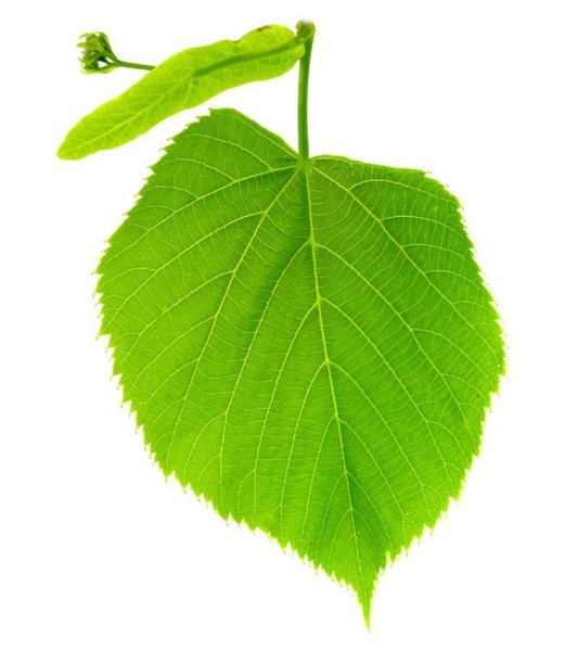 Листок липы