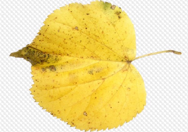 Осенние листья липы