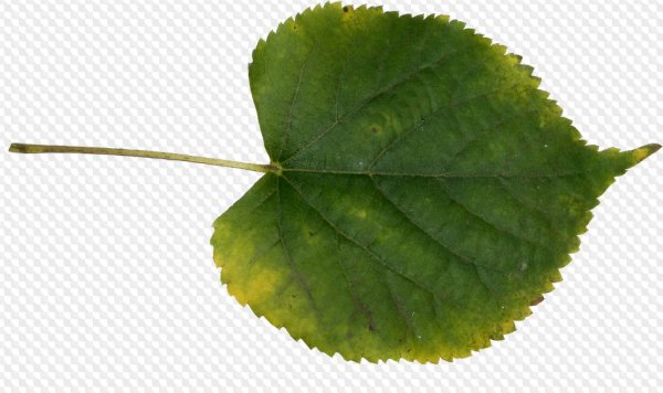 Лист березы и лист осины