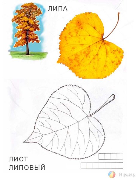 Лист липы осенью