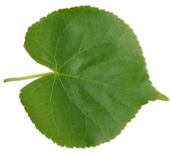 Лист липы на белом фоне