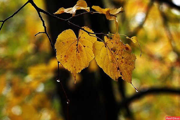 Осенние листочки липы