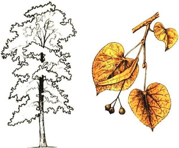 Липа мелколистная рисунок