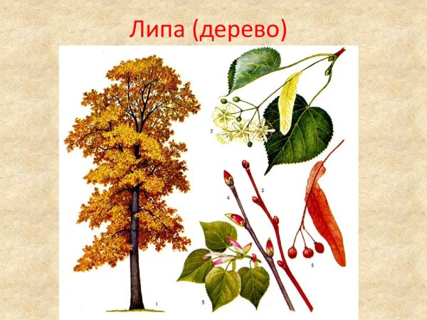 Липа сердцевидная осенью