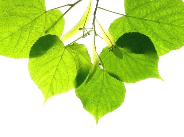 Липа круглолистная листья