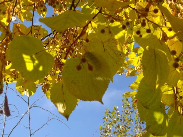 Липа мелколистная осень