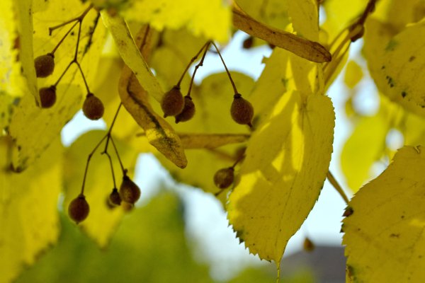 Липа мелколистная осенью