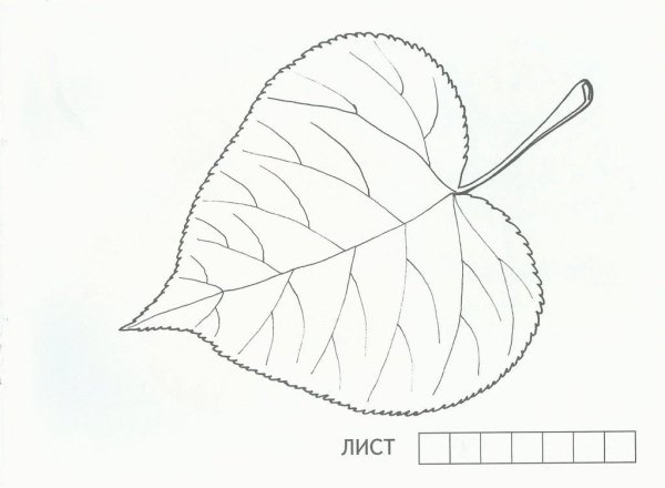 Рисуем лист липы