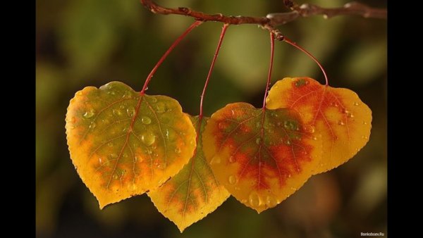 Осенние листья липы