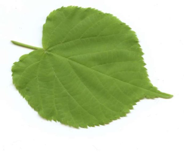 Листок липы