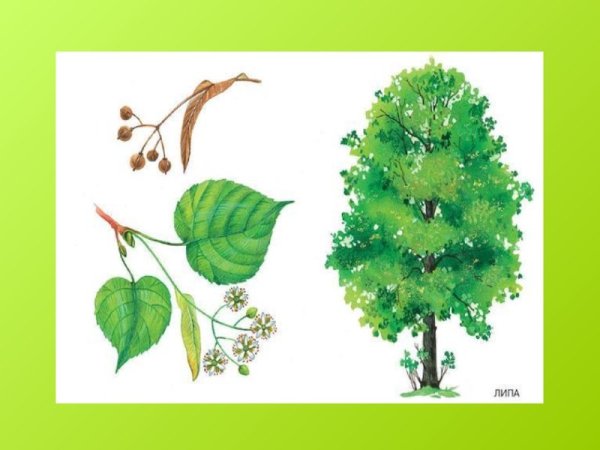 Деревья для детей дошкольного возраста