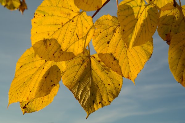 Липа мелколистная осенью листья