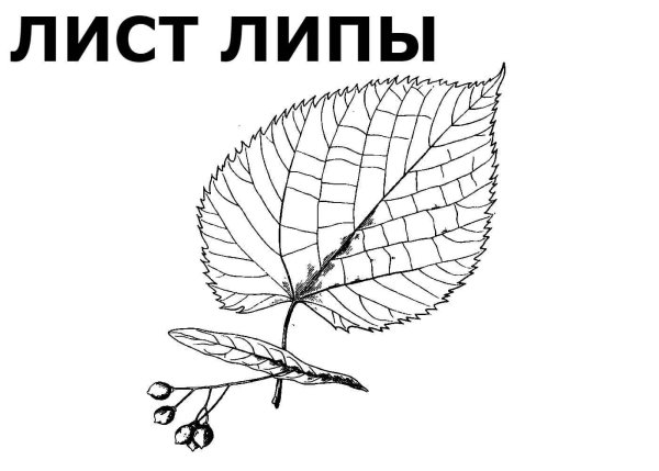 Лист липы раскраска для детей