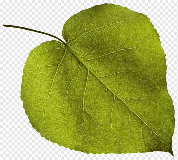 Листок дерева