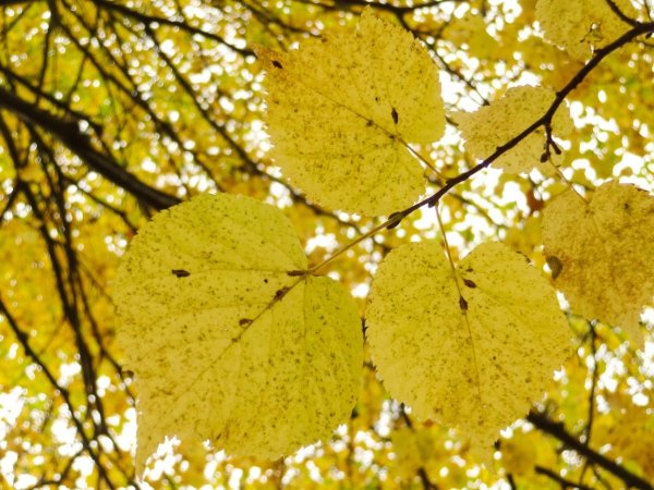 Липа осенью липы