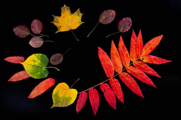 Осенние листья