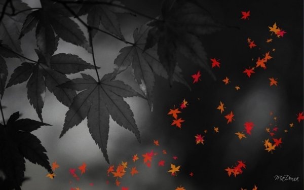 Осень на черном фоне