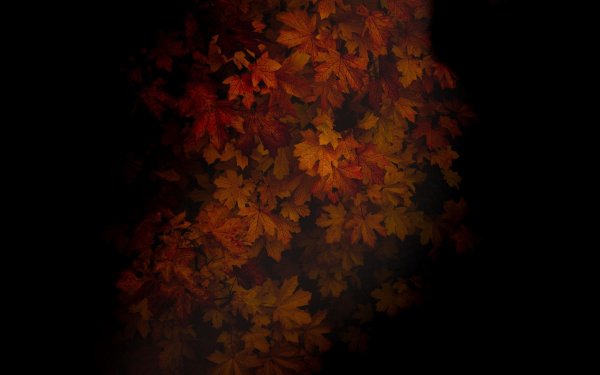 Заставка на телефон осень