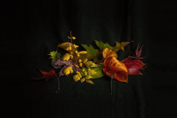 Осень на темном фоне