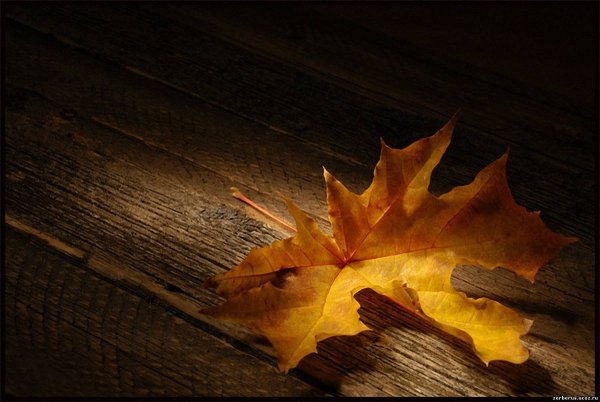 Кленовый лист