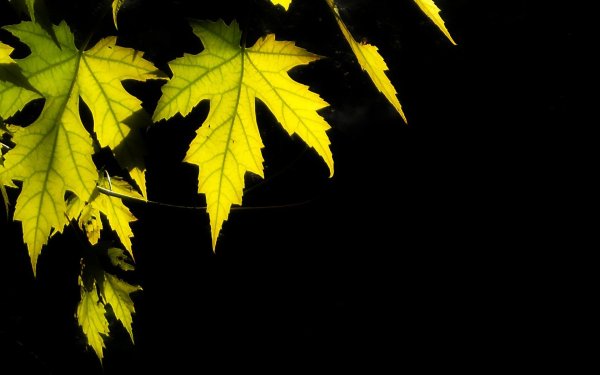 Осенняя листва на черном фоне