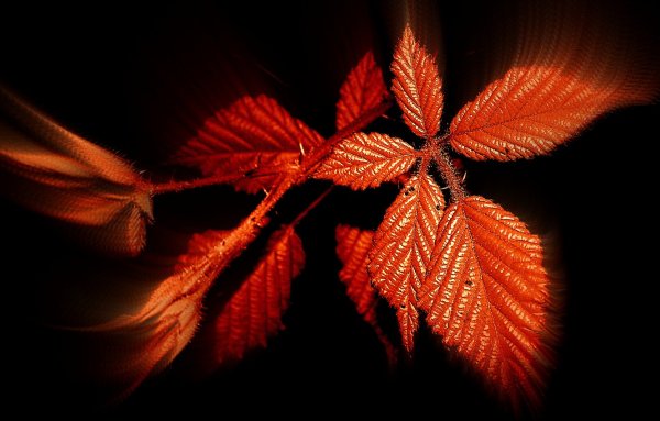 Осенние листья на черном фоне