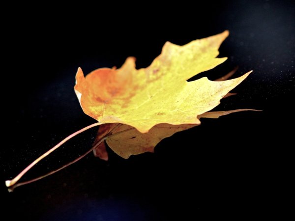 Осенние листья летят