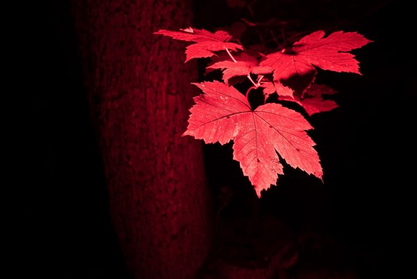 Красные листья на черном фоне