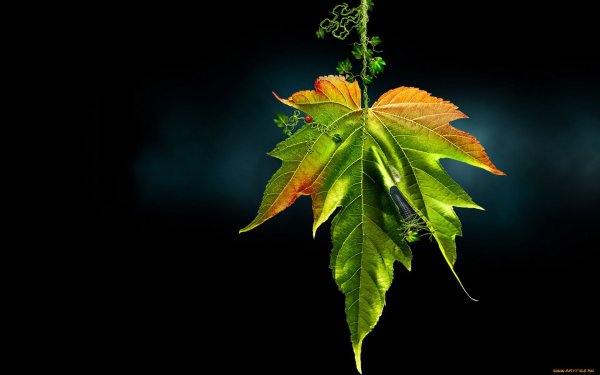 Кленовый лист на черном фоне
