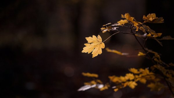 Листья золотые