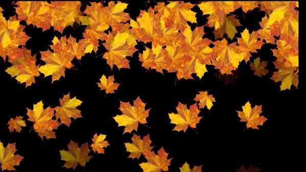 Осенняя листва