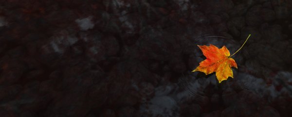 Осенние листья на черном фоне