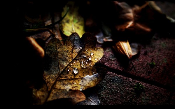 Осенние листья темные