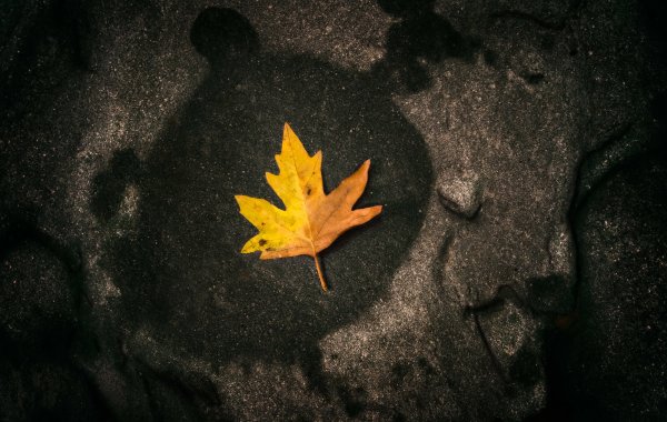 Черные осенние листья