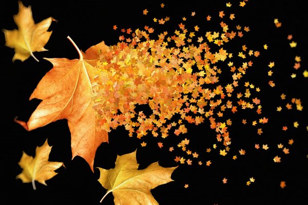 Листопад на черном фоне