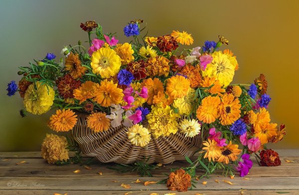 Осенний букет астры бархотки