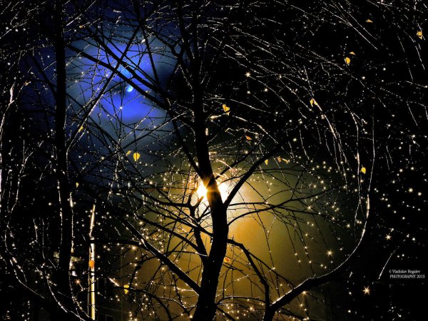 Ветки ночью