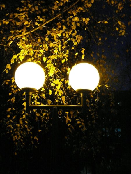 Фонарь в листве ночью