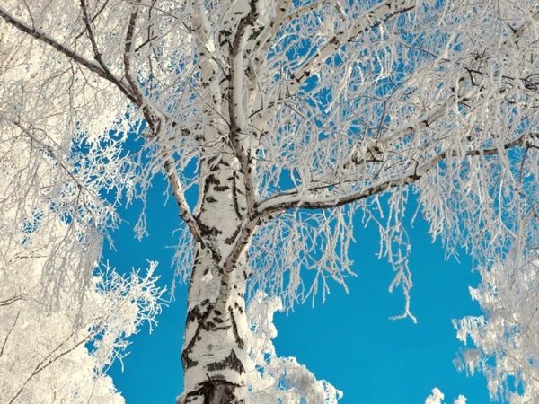 Береза зима