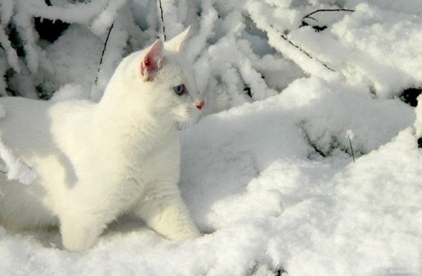 Белый кот на снегу