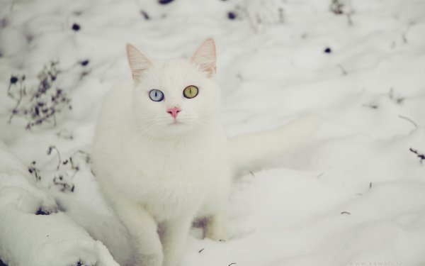 Кот в снегу